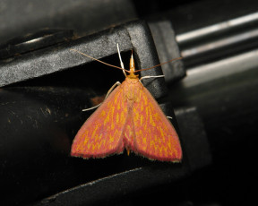 Картинка животные бабочки +мотыльки +моли насекомое моль макро itchydogimages