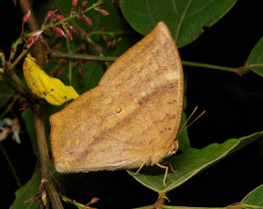 Картинка животные бабочки +мотыльки +моли itchydogimages макро бабочка крылья