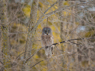 Картинка животные совы сова птица дерево ветки
