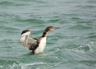 Картинка животные птицы птица вода брызги