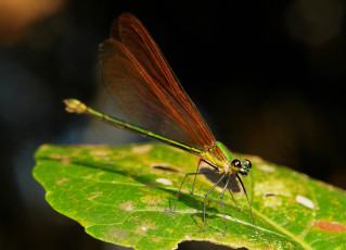 Картинка животные стрекозы лист стрекоза макро itchydogimages