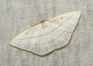 Картинка животные бабочки +мотыльки +моли itchydogimages макро моль мотылёк