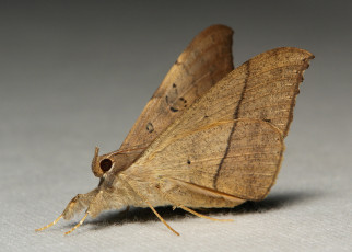 Картинка животные бабочки +мотыльки +моли itchydogimages макро моль крылья