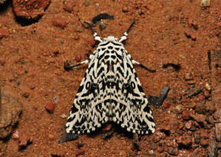 Картинка животные бабочки +мотыльки +моли itchydogimages макро моль крылья усики узор