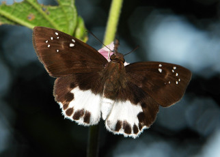 Картинка животные бабочки +мотыльки +моли коричневая itchydogimages крылья усики бабочка насекомое макро