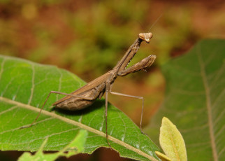 Картинка животные богомолы itchydogimages макро богомол насекомое листья