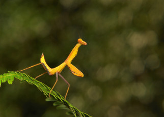 Картинка животные богомолы насекомое богомол макро itchydogimages