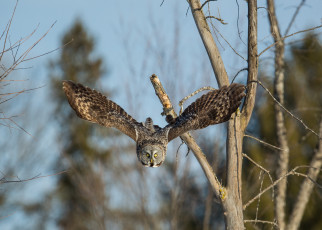 Картинка животные совы сова природа птица взгляд летит крылья ветки