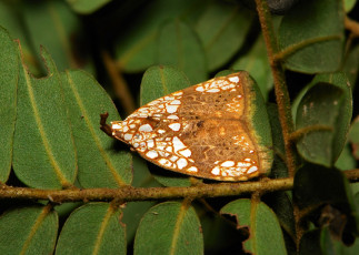 Картинка животные бабочки +мотыльки +моли моль насекомое макро itchydogimages