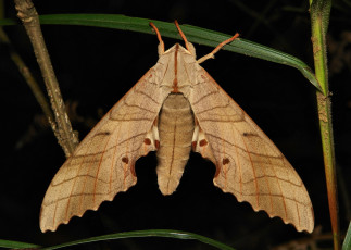 Картинка животные бабочки +мотыльки +моли мотылёк макро itchydogimages