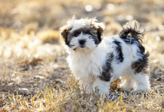 Картинка животные собаки взгляд собака