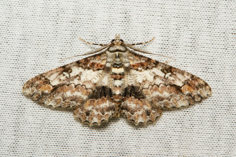 Картинка животные бабочки +мотыльки +моли itchydogimages макро вязаное полотно моль крылья