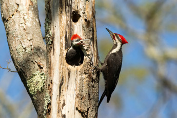 Картинка животные дятлы дерево дупло дятел птенец