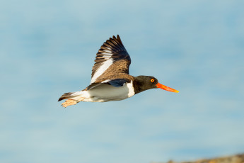 Картинка животные птицы птица небо летит
