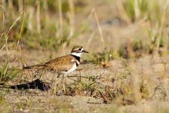 Картинка животные птицы птица трава природа