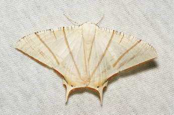 Картинка животные бабочки +мотыльки +моли itchydogimages вязанное полотно макро моль крылья усики узор