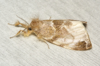 Картинка животные бабочки +мотыльки +моли itchydogimages макро вязаное полотно моль крылья