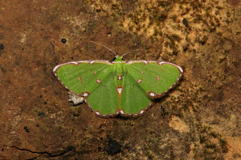 Картинка животные бабочки +мотыльки +моли крылья усики узор бабочка макро itchydogimages