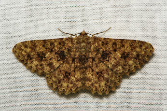 Картинка животные бабочки +мотыльки +моли крылья макро itchydogimages моль вязаное полотно