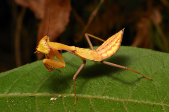 Картинка животные богомолы itchydogimages макро насекомое богомол