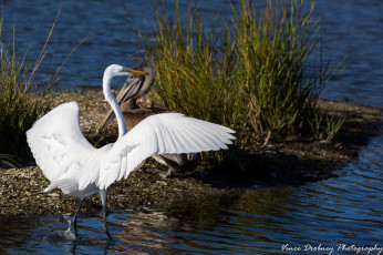 Картинка животные цапли +выпи птица белая цапля вода трава