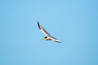 Картинка животные Чайки +бакланы +крачки птица летит небо