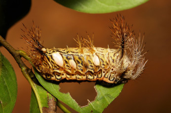 Картинка животные гусеницы гусеница лист макро itchydogimages