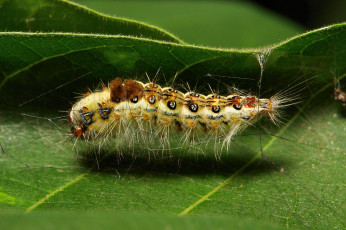 Картинка животные гусеницы гусеница лист паутинка макро itchydogimages