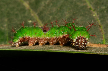 Картинка животные гусеницы itchydogimages макро насекомое лист гусеница необычная