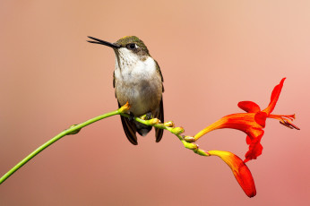 Картинка животные колибри птица фон цветок оранжевый