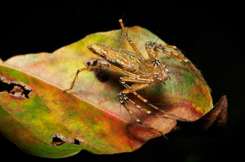 Картинка животные пауки itchydogimages макро насекомое паук