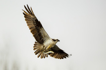 Картинка животные птицы+-+хищники птица хищник полёт