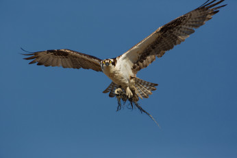 Картинка животные птицы+-+хищники сокол хищник птица небо корни полёт