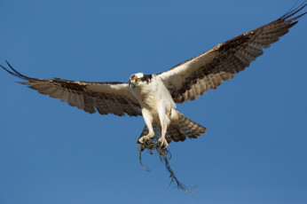 Картинка животные птицы+-+хищники сокол хищник птица небо корни полёт