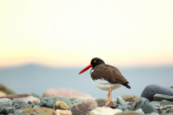 Картинка животные птицы природа птица взгляд