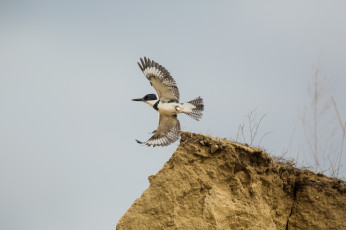 Картинка животные птицы птица крылья полёт небо