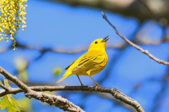 Картинка животные птицы птица ветка небо жёлтая