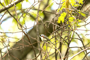 Картинка животные птицы птица ветки листья