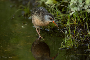 Картинка животные птицы птица вода трава