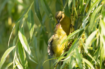 Картинка животные птицы ветки листья кормление