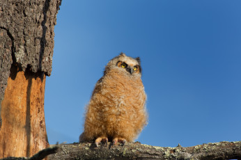 Картинка животные совы сова птица дерево ветка