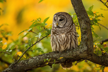 Картинка животные совы сова птица дерево ветки листья