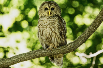 Картинка животные совы сова ветка птица