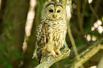 Картинка животные совы ветка птица сова