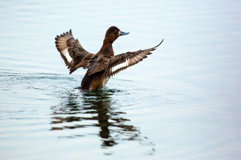 Картинка животные утки крылья вода утка птица