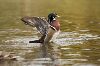 Картинка животные утки утка мандаринка взмах крылья озеро вода