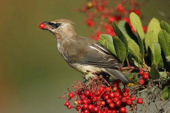 Картинка животные свиристели свиристель ягоды клюв птица