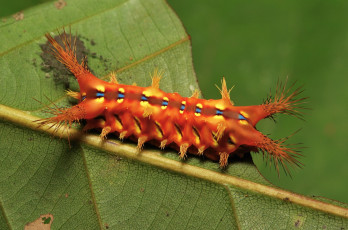 Картинка животные гусеницы гусеница itchydogimages макро лист