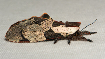 Картинка животные бабочки +мотыльки +моли крылья моль узор усики макро полотно вязанное itchydogimages