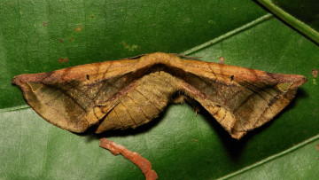 Картинка животные бабочки +мотыльки +моли узор моль лист макро itchydogimages усики крылья